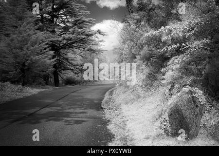 Bianco e nero strada da un portoghese settentrionale di foreste di montagna. Usato analogico filtro a infrarossi. Sono stati aggiunti alcuni rumore digitale. Foto Stock