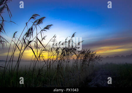 Misty canne durante il tramonto su uno sfondo di nuvole colorate, comune paesaggio reed con la nebbia Foto Stock