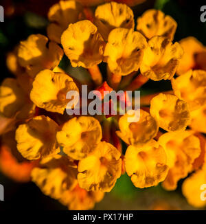 Fiori di Primavera con allegro e colori vividi in Atene il Giardino Nazionale, Grecia, sentire la bellezza di Natura Foto Stock