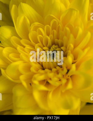 Fiori di Primavera con allegro e colori vividi in Atene il Giardino Nazionale, Grecia, sentire la bellezza di Natura Foto Stock