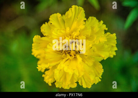 Fiori di Primavera con allegro e colori vividi in Atene il Giardino Nazionale, Grecia, sentire la bellezza di Natura Foto Stock