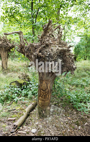 Alberi piantati capovolto intagli lungo il paese a piedi a Crich Tramway Museum nel villaggio di Crich, Derbyshire, Regno Unito Foto Stock