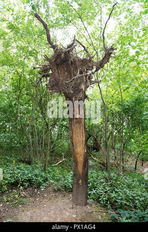 Alberi piantati capovolto intagli lungo il paese a piedi a Crich Tramway Museum nel villaggio di Crich, Derbyshire, Regno Unito Foto Stock