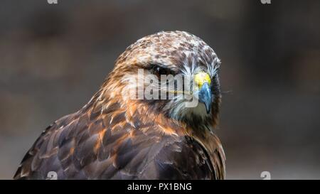 La poiana Buteo buteo è un medio-grande rapace la cui gamma copre la maggior parte di Europa e si estende in Asia. Foto Stock