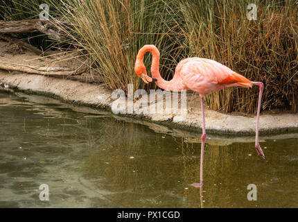 Solo in prossimità di una singola luminosa colorata flamingo cercando nello stagno in piedi su una gamba in un stagno l'altra gamba è in aria, appendere un rig Foto Stock