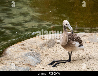 Close up di un giovane scomoda Grey Flamingo chick seduti a bordo di un laghetto con nero a gambe distese il suo capo nascosto in Foto Stock