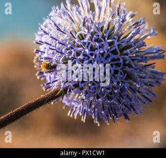 Fiori di Primavera con allegro e colori vividi in Atene il Giardino Nazionale, Grecia, sentire la bellezza di Natura Foto Stock