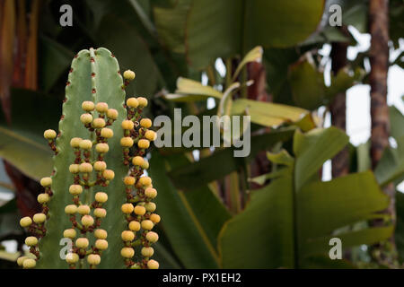 Close-up di un alto ornamentale decorativo succulente verde con fiore giallo fiori a sfera in estate Foto Stock