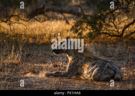 Spotted hyaena nel Parco Nazionale di Kruger, Sud Africa ; Specie Crocuta crocuta famiglia di Hyaenidae Foto Stock