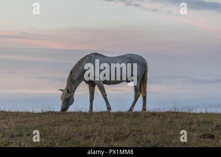 Un bel cavallo bianco alimentare in un pascolo verde in Spagna di fronte all'oceano Foto Stock