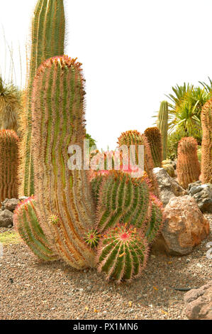 Mexican Fire Barrel Cactus nome latino ferocactus pilosus Foto Stock
