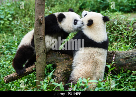 Due panda orsi cubs giocando Bifengxia riserva di base Cina Sichuan Foto Stock