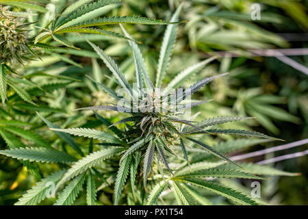 Una pianta di cannabis in un pomeriggio soleggiato vicino al tempo del raccolto. Foto Stock