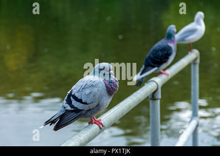 Colomba di roccia (piccioni selvatici) Columbia livia su un lato rampa, Heaton Park, Manchester, Inghilterra, Regno Unito Foto Stock