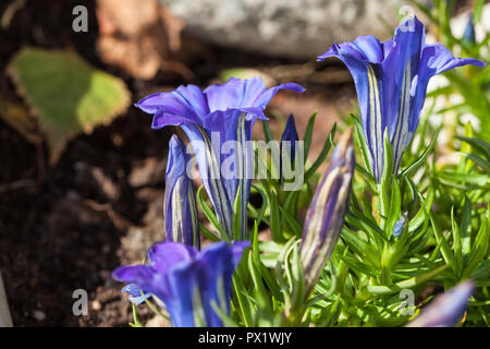 "Blu" di seta cinese appariscente genziana, Höstgentiana (Gentiana sino-ornata) Foto Stock