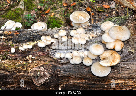 Testa a fungo di porcellana (Oudemansiella mucida) Foto Stock