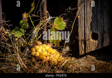 Vista di grappoli di uva sul davanzale più antiche in ottobre italiano casa colonica Foto Stock