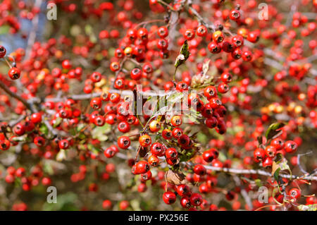 Le bacche rosse di biancospino, dosaggio biancospino in autunno Foto Stock