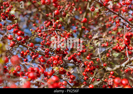 Le bacche rosse di biancospino, dosaggio biancospino in autunno Foto Stock