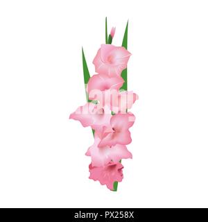 Gladiolus o spada fiore di giglio. Illustrazione Vettoriale. con rosa e giallo mazzetto isolati su sfondo bianco. Floreali elementi realistici in per schede, Illustrazione Vettoriale