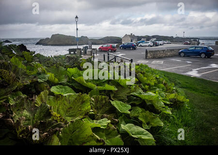 Ballintoy Harbour e il Villaggio si trova a fianco della B15 coast road, 17 miglia a nord-est di Coleraine e a 5 miglia a ovest di Ballycastle, Northetn Foto Stock