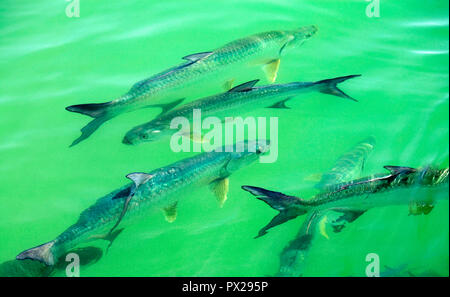 Scena di saltwater fly fishing per Bonefish, Tarpon, roosterfish, mahi mahi, tonno, sgombri e permesso. Foto Stock