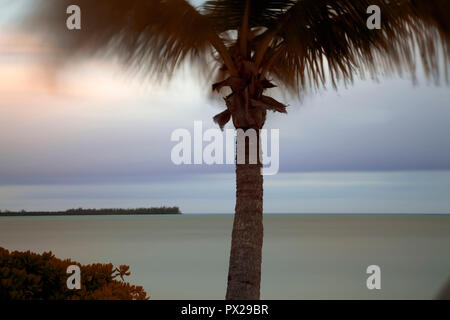 Palm tree al tramonto sull'Isola di Abaco delle Bahamas. Foto Stock