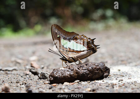 Il Comune o Nawab Polyura atamante , farfalla di aspirazione e di mangiare in minerali le feci degli animali , colorato modello astratto su marrone ali di insetto Foto Stock