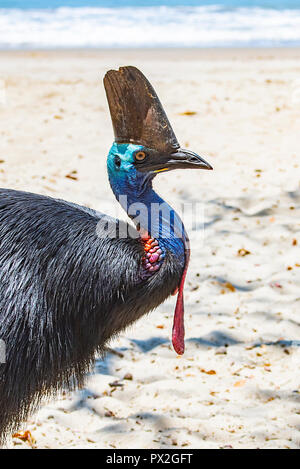 Ritratto di un Southern o doppio wattled Casuario (Casuarius casuarius) sulla spiaggia di Etty Bay, Casuario, sulla costa del Nord del Queensland, FNQ, QLD, Au Foto Stock