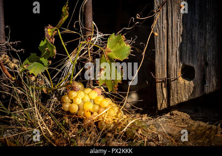 Vista di grappoli di uva sul davanzale più antiche in ottobre italiano casa colonica Foto Stock