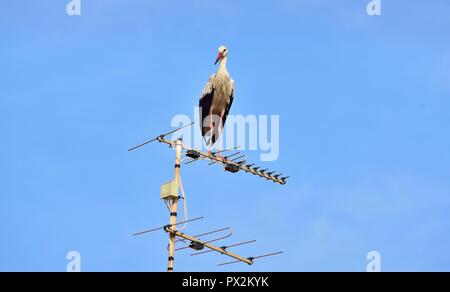 Cicogna bianca, Ciconia ciconia, migrazione oltre le isole maltesi, piano di appoggio e di bilanciamento sulla TV antenna, antenna, trasmettitore, urban bird natura Foto Stock