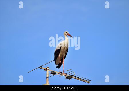 Cicogna bianca, Ciconia ciconia, migrazione oltre le isole maltesi, piano di appoggio e di bilanciamento sulla TV antenna, antenna, trasmettitore, urban bird natura Foto Stock
