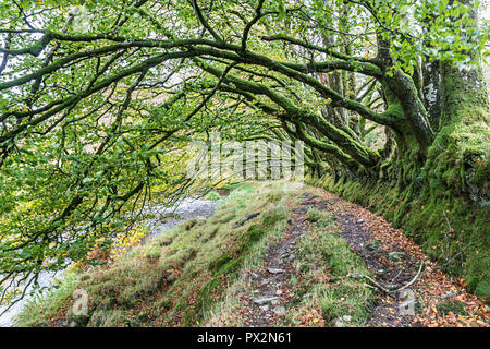 Alberi a sbalzo sui due mori modo sul fiume Barle vicino Simonsbath, Exmoor, REGNO UNITO Foto Stock