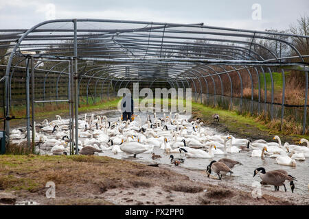 Riserva operaio a WWT Caerlaverock, S-W Scozia, alimentando i cigni dal grano in una carriola all'interno di The Swan canalizzazione in modo che gli uccelli sarà usato per Foto Stock