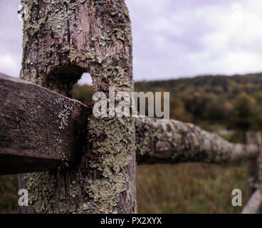 Fungo e coperte di muschio split rail recinzione post Foto Stock