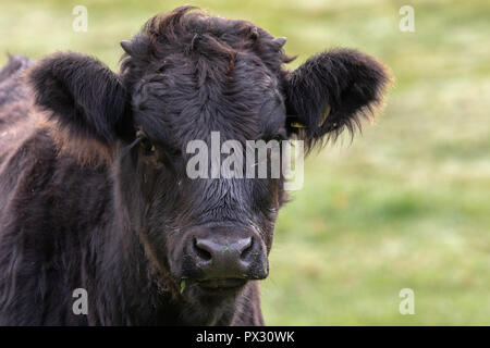 Angus il pascolo di bestiame in pascolo su una mattina autunnale Foto Stock