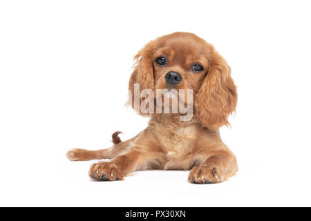 Cute cane, cavalier spaniel cucciolo, isolati su sfondo bianco Foto Stock