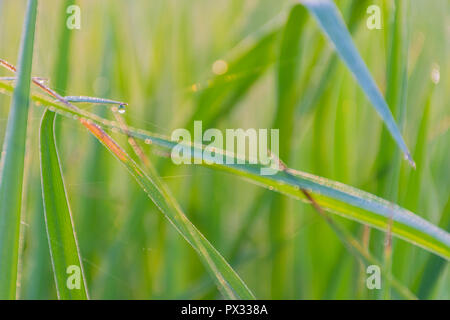 Il morbido e sfumato soft focus di foglie, leaf, fogliame, levetta, il risone con gocce di rugiada, bokeh, il fascio di luce e la lente effetto flare tono. Foto Stock