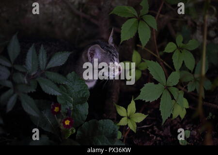 Cat giocando in erba verde in primavera nel giardino Foto Stock