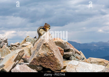 Carino Golden-Mantled scoiattolo massa permanente sulla roccia nel Parco Nazionale di Jasper in luglio, Jasper, Alberta, Canada Foto Stock