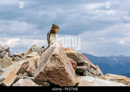 Carino Golden-Mantled scoiattolo massa permanente sulla roccia nel Parco Nazionale di Jasper in luglio, Jasper, Alberta, Canada Foto Stock