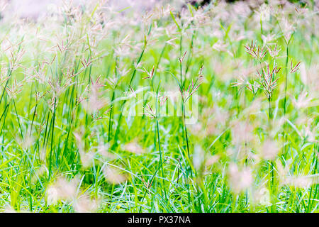 La natura crea cose belle, fioritura erba su questo mondo per un lungo periodo di tempo, volare al vento nella luce del sole di mattina, verde brillante, la gente voleva e Foto Stock