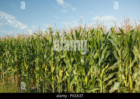 Bastoncini di mais con foglie in campo e un frammento di cielo blu Foto Stock