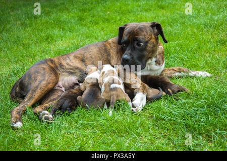 Madre del cane cuccioli di infermieristica sull'erba verde Foto Stock