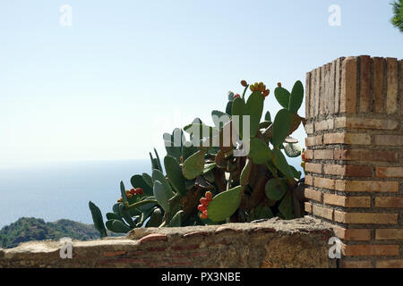 Savoca, Italia. 05 Sep, 2018. Il 05 settembre 2018, l'Italia, Savoca: Una opuntia (cactus) sta dietro una parete nella cittadina siciliana di Savoca. Il villaggio è stato noto fin dal 1415. Savoca è stata la posizione per diverse scene della trilogia cinematografica Il Padrino. Credito: Alexandra Schuler/dpa/Alamy Live News Foto Stock