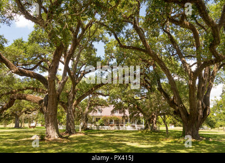 Grandi querce forniscono un baldacchino di ombra protegge il paesaggio dai raggi UV Foto Stock