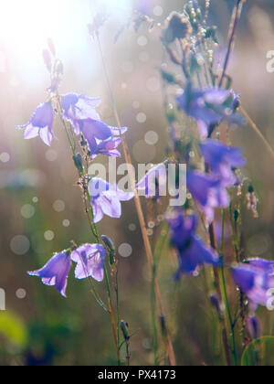 Bluebells all'alba in raggi del sole nascente. Bellissimi fiori viola delle Bluebells in sunlights. Sole di mattina. Fiori di campo all'alba. Raggi di sole cadono sul fiore Foto Stock