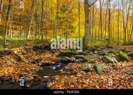 Brook tra gli alberi. fogliame caduto tra le rocce. bellissimo paesaggio autunnale Foto Stock