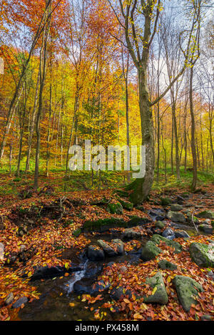 Brook tra gli alberi. fogliame caduto tra le rocce. bellissimo paesaggio autunnale Foto Stock