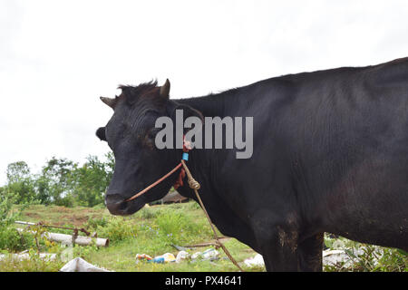 Il marrone scuro mucca masticare foglie con verde naturale sfondo , Fly che si muove intorno al polpaccio occhi , il passaggio di una corda attraverso il naso di ox Foto Stock